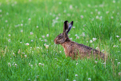 Big hare creeping through flowering meadow