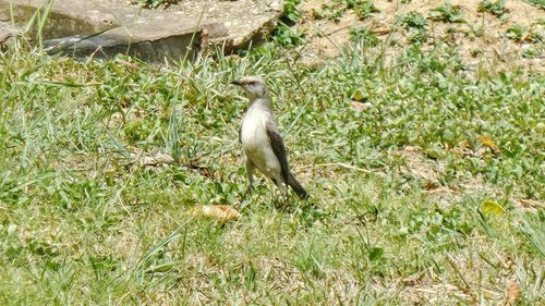 Bird on grassy field