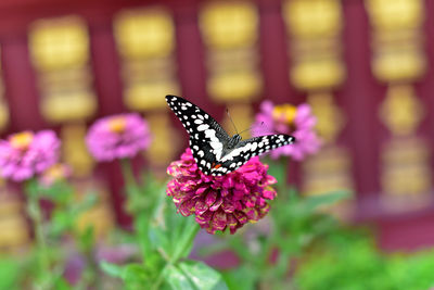 Close-up of butterfly on purple flower