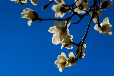 Low angle view of white flowering plants against blue sky