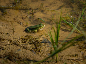 Close-up of frog in water