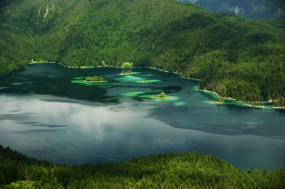 Scenic view of lake in forest