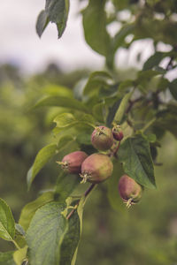 Close-up of fruits growing on tree