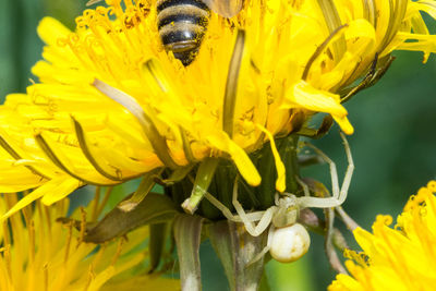 Close-up of insect on sunflower