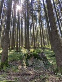 Low angle view of trees in forest