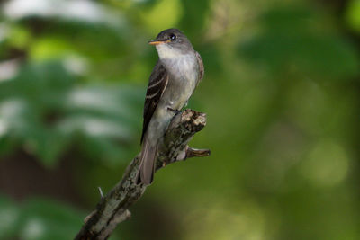 Close-up of bird perching on branch