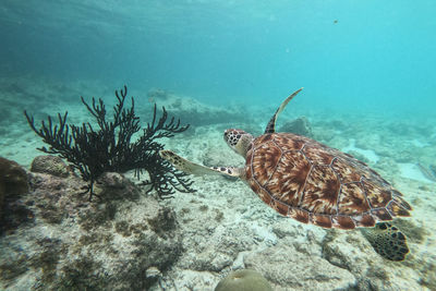 Fish swimming in sea