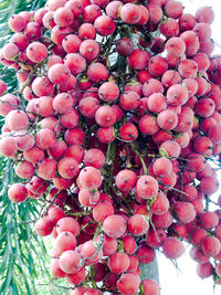 Close-up of cherry blossoms