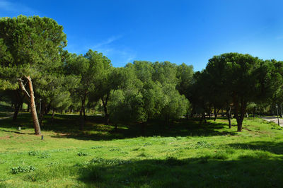 Trees on field against blue sky