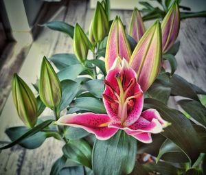 Close-up of pink flowering plant