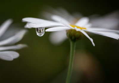 Close-up of white flower