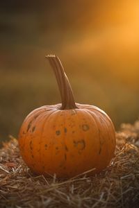 Close-up of pumpkin on pumpkins during autumn