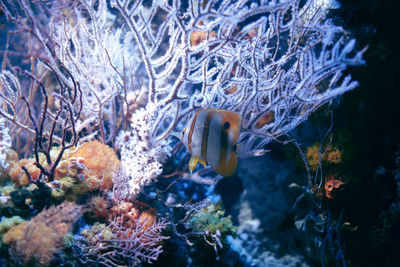 Close-up of fish swimming in sea