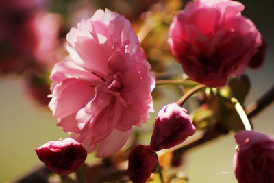 Close-up of pink flowering plant