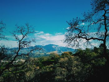 Low angle view of trees against blue sky