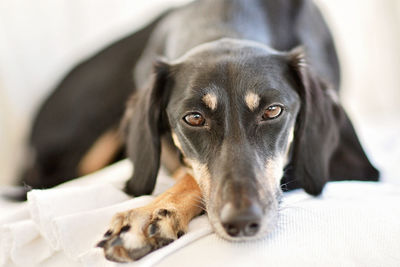 Close-up portrait of dog lying down on bed