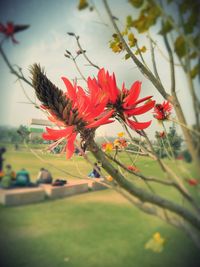 Close-up of red flower against sky