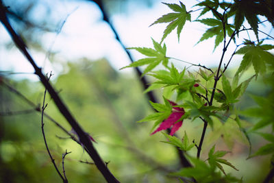 Close-up of flowering plant