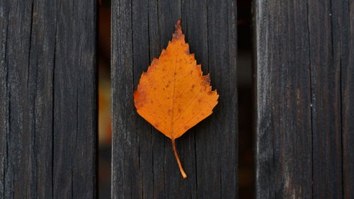Close-up of orange leaf on wooden plank