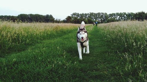 Portrait of siberian husky walking on grassy field