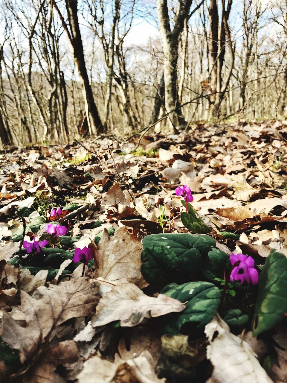 CLOSE-UP OF PURPLE FLOWERING PLANTS GROWING ON FIELD