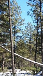 Snow covered trees in forest