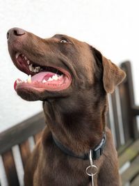 Close-up of a dog