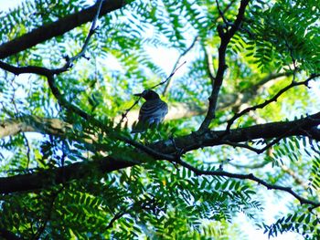 Low angle view of bird perching on tree