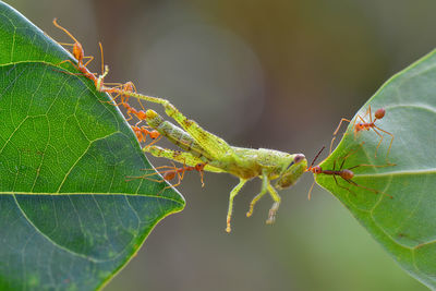 Close-up of ant on leaf