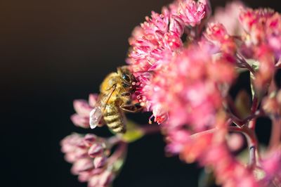 Close-up of bee on pink flower