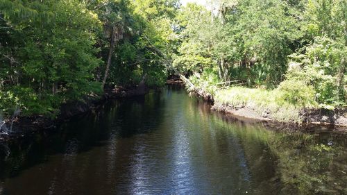 Scenic view of river amidst trees in forest