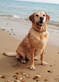 Wet labrador retriever at beach