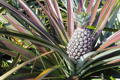 Close-up of fruits growing on plant