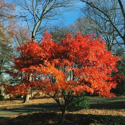 Trees in park during autumn