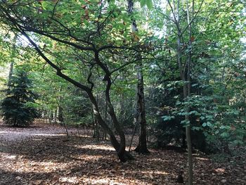 Trees in forest