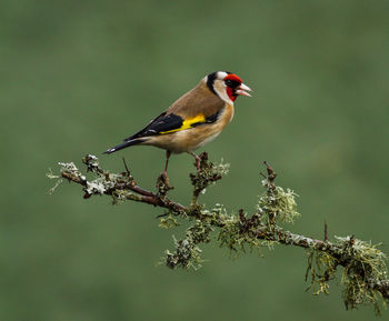 Close-up of bird perching on branch