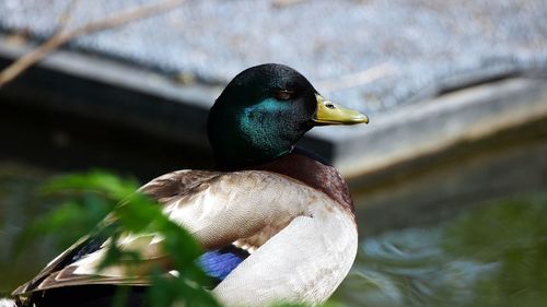 Close-up of bird perching on lake