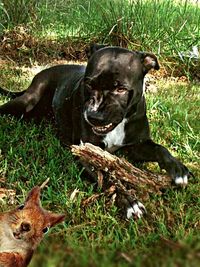 Dog relaxing on grassy field