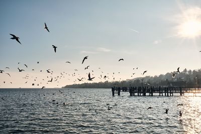 Flock of birds flying over sea