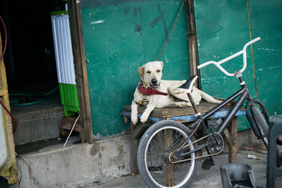 Dog sitting on table by bicycle outside house