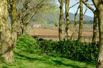 Trees and plants on land