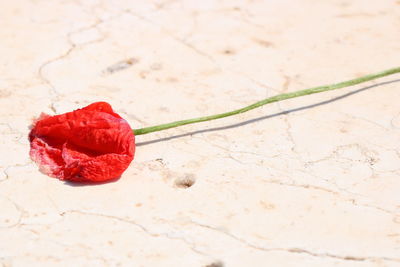 High angle view of red flower on field