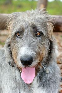 Close-up portrait of dog