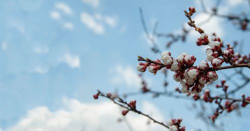 White and pink buds of blooming apricot on a background of blue sky. copy space.