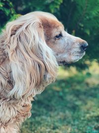 Close-up of a dog looking away