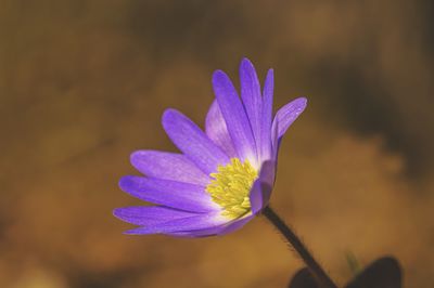 Close-up of purple crocus flower