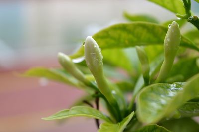 Close-up of wet plant