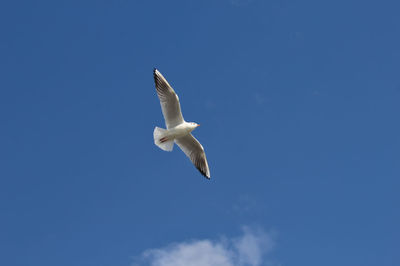 Low angle view of seagull flying