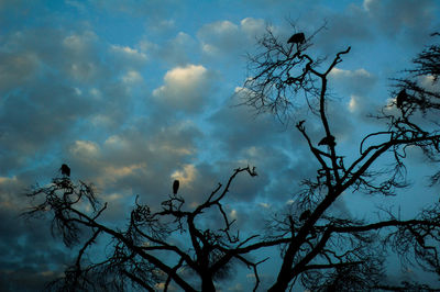 Low angle view of silhouette tree against sky at sunset