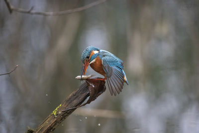 Bird perching on a tree